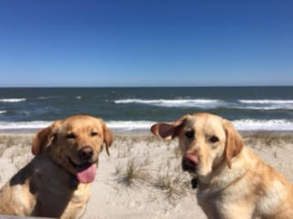Kody and Bauer Goldens